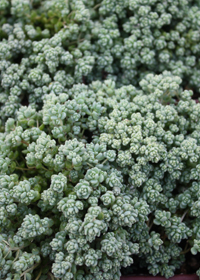 Sedum anglicum 'Love's Triangle'